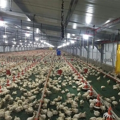 تراجع الساخنة معدات تربية الدواجن الأوتوماتيكية المجلفنة لتربية الدجاج