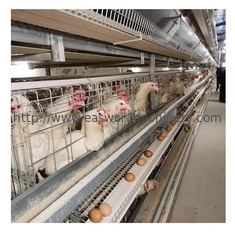 معدات تربية الدواجن ذات الطبقة الأوتوماتيكية من النوع H نظام قفص طبقة بيض الدجاج بالبطارية