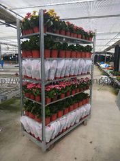 تنمو البذر HDG الدنماركية زهرة عربة W565mm رفوف نباتات المنزل